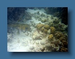 Helengeli 292